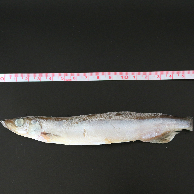 多春鱼公鱼体型修长，有腹鳍