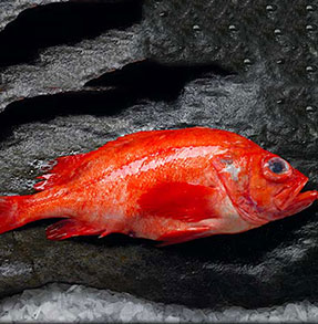 红鱼-大西洋红鱼